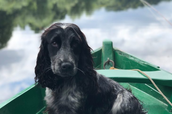 Snuffelmat voor honden