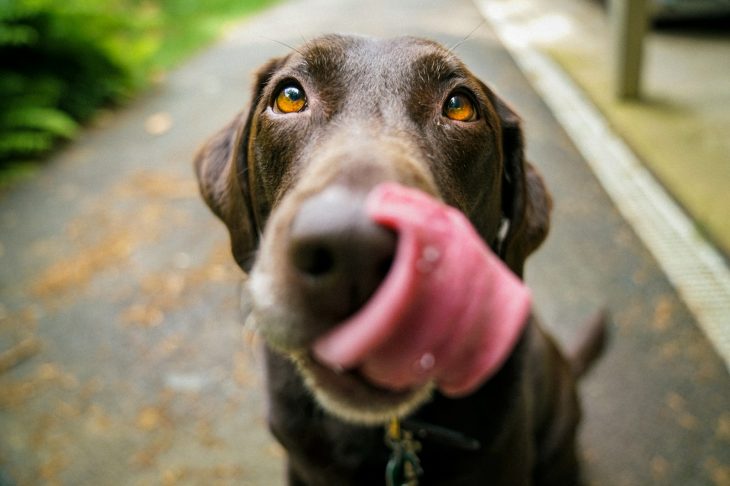 Het merk dog with a mission zorgt ervoor dat uw hond er helemaal hip bij loopt