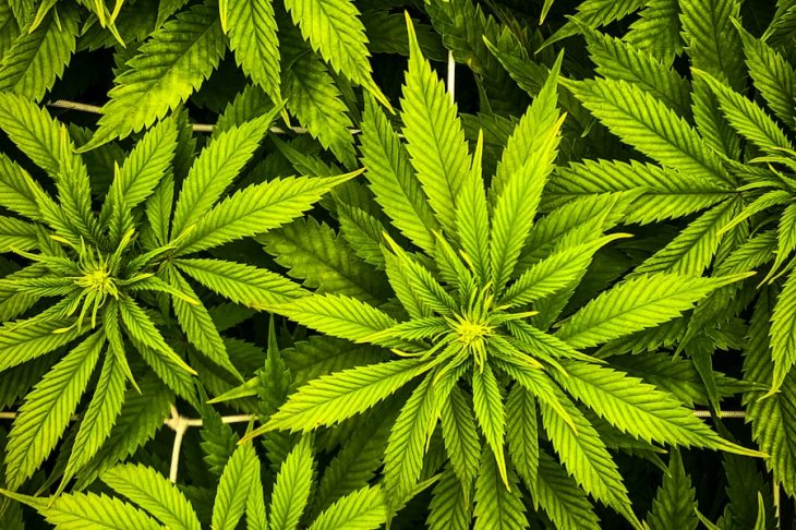 Kush planten en regelgeving