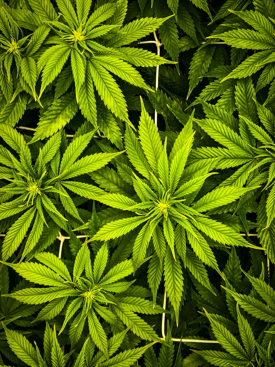 Kush planten en regelgeving